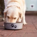 Alimentación Perro Labrador Cachorro (2024)