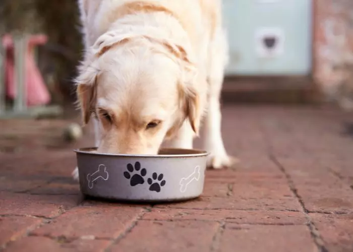 Alimentación Perro Labrador Cachorro