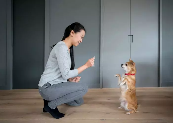 Como educar perros en casa