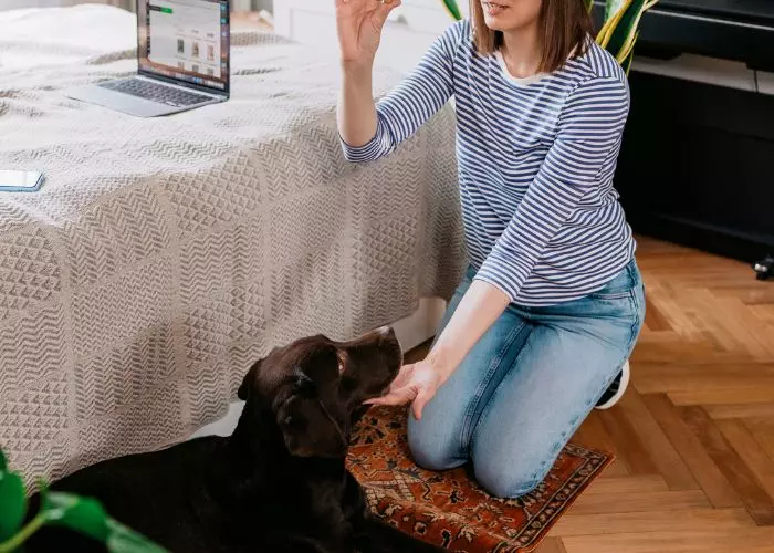 Como Educar Perros En Casa
