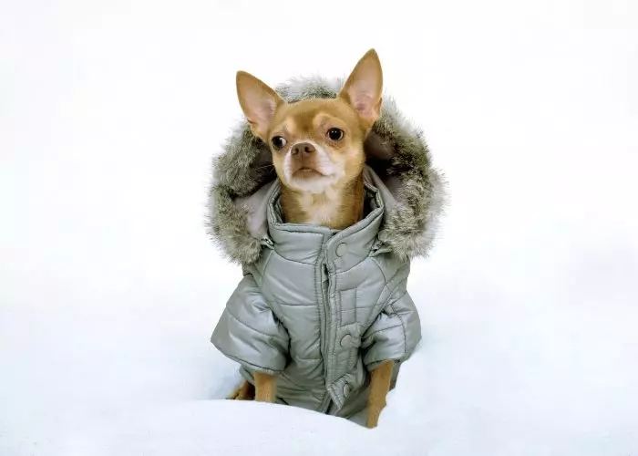 Cómo hacer abrigos para perros pequeños