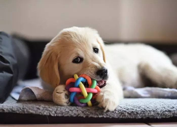 Como hacer juguetes para perros paso a paso