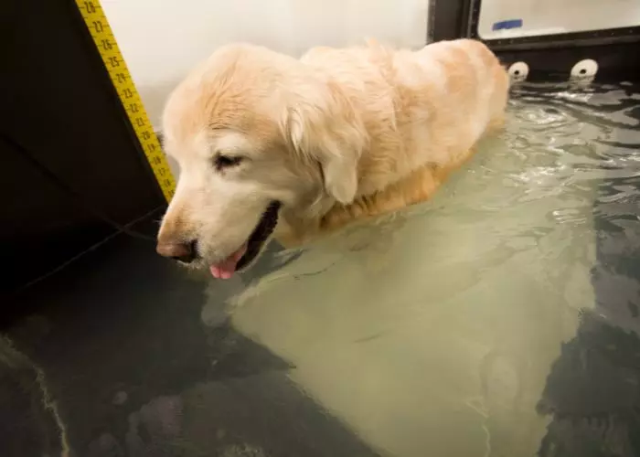 Hidroterapia para perros en casa