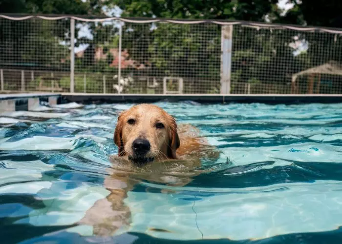 Hidroterapia Para Perros En Casa