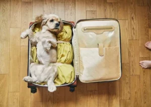 Mi Perro Sabe Que Me Voy De Viaje