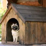 Perros Para Proteger Casa (2023)