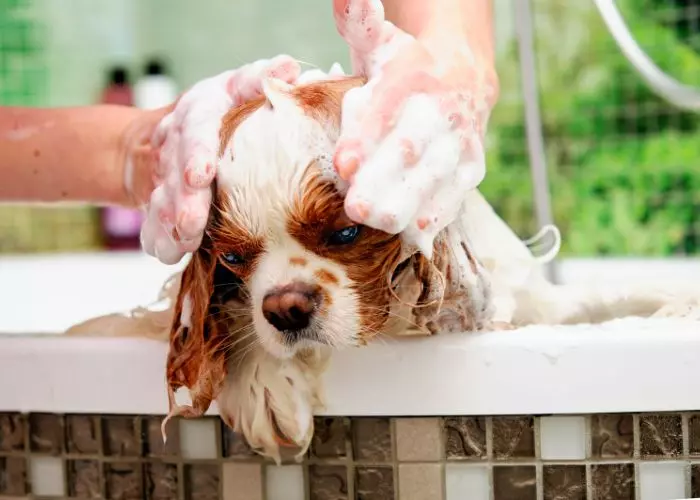Puedo Bañar A Mi Perro Con Shampoo De Humano